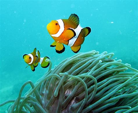 Clown Fish In The Coral Reef Royalty Free Stock Photos - Image: 4640298