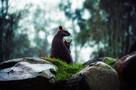 Top 10 Amazing Forest Animals In The World - Red Rock Scenic By Way