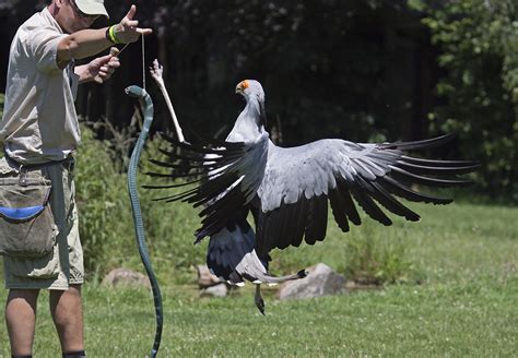 Hawk Conservancy Trust, Andover | Secretary Bird trying to k… | Flickr