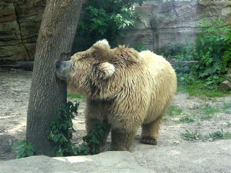 Himalayan Brown Bear: Critically Endangered Carnivore