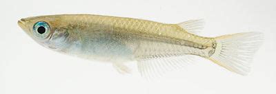 Japanese Ricefish (Oryzias latipes) - The Free Freshwater and Saltwater Aquarium Encyclopedia ...