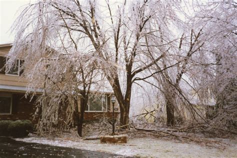 Tree Damage from 1991 Ice Storm - Town of Greece Historical Images