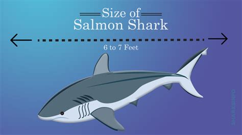 Salmon Shark Size – sharksinfo.com