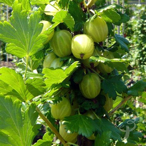 Gooseberry Bush Gift | Gooseberry bush, Gooseberry plant, How to grow gooseberries