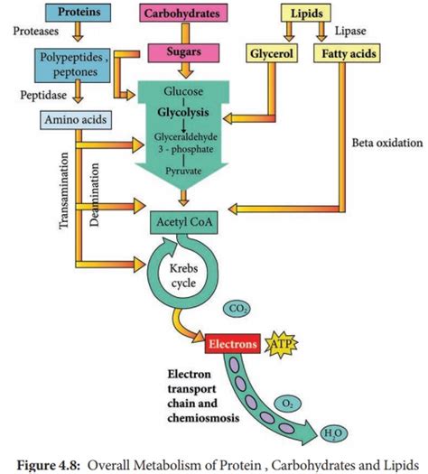 Protein Catabolism - Microbial Metabolism | Microbiology