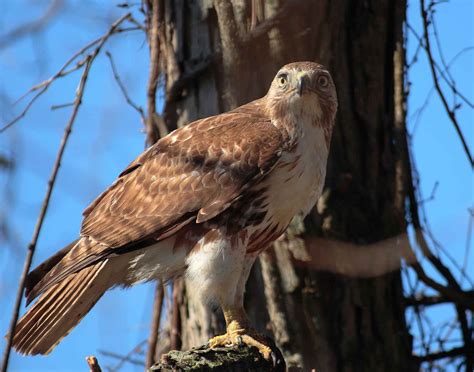 Free picture: red, tailed, bird, hawk, buteo jamaicensis