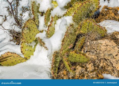 Snow Covered Northern Arizona Cactus. Stock Photo - Image of plants ...