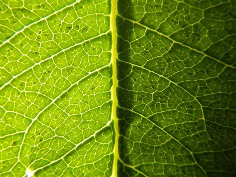 What Do Plant Veins and Leaves Actually Do?