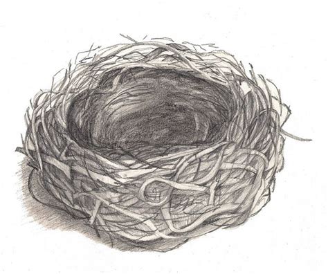 How To Draw A Bird Nest at How To Draw