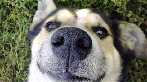 Dog science: Why do dogs have such a good sense of smell? And other canine questions answered ...