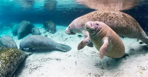 This Florida Park Lets You Swim With Manatees Without Breaking The Bank