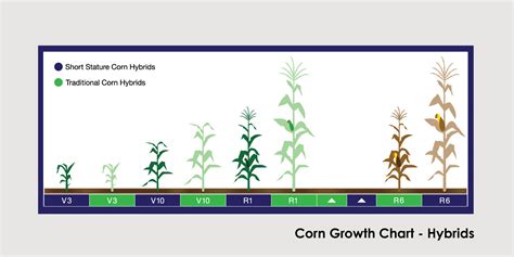 Corn Growth Chart for BAYER Publication on Behance