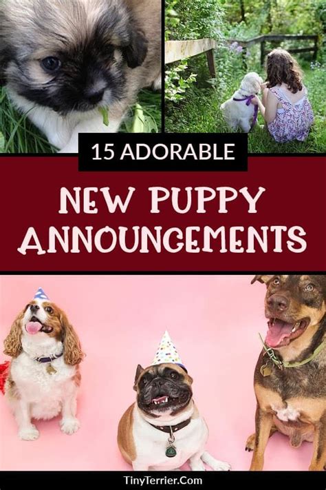 15 Adorable Puppy Announcement Ideas | How to Announce a New Puppy ...