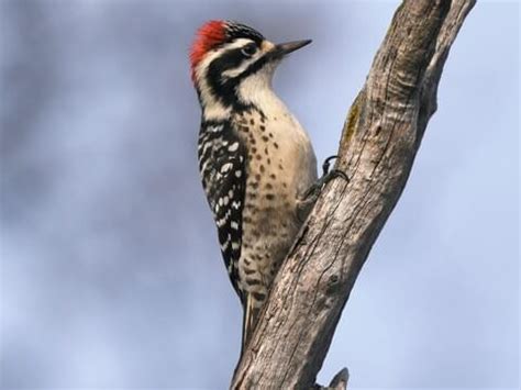 Picidae Browse by Family, All About Birds, Cornell Lab of Ornithology