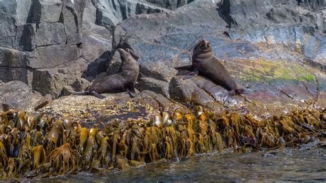 Fact File: Australian fur seal (Arctocephalus pusillus doriferus ...