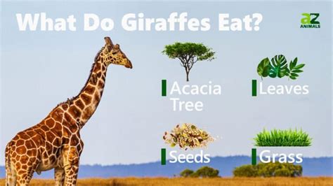 What Do Giraffes Eat? Their Diet Explained - A-Z Animals