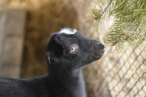 Lamancha Goat Breed: Complete Guide - Eco Peanut