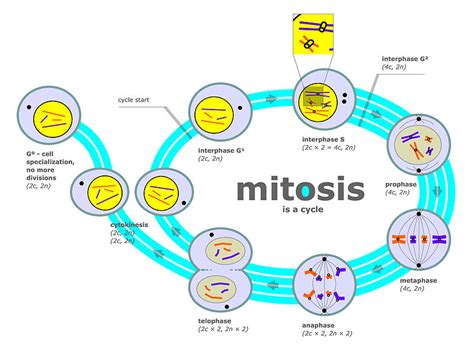 What Happens During the S Phase of Interphase - Pediaa.Com