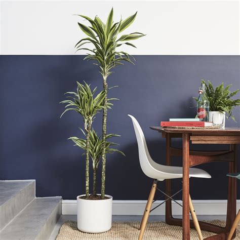 Shade-loving indoor plants | Patch