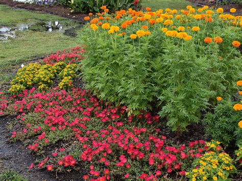 Marigolds supply lasting color, help for tomatoes | Mississippi State University Extension Service