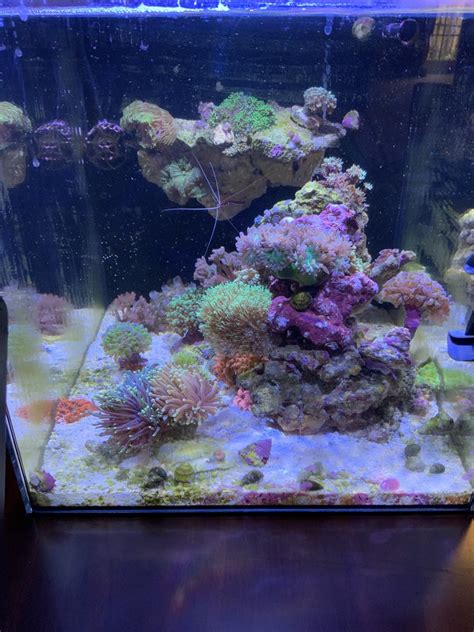 Build Thread - My first reef tank build. | REEF2REEF Saltwater and Reef ...