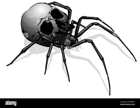 Painted Spider Skull Stock Vector Image & Art - Alamy