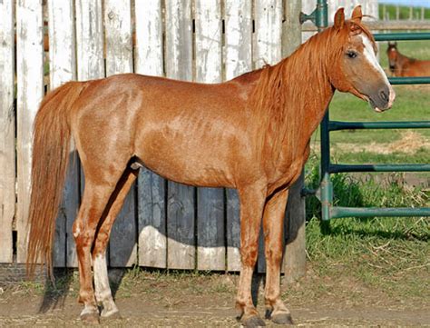 4 Oldest Horse Breeds in the World - Oldest.org