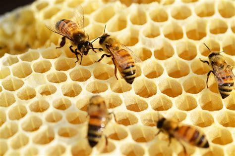 Bees Building Honeycomb Honey · Free photo on Pixabay