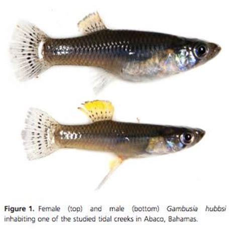 Marine Habitat Fragmentation | Biology | Bates College