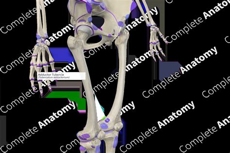 Adductor Tubercle | Complete Anatomy