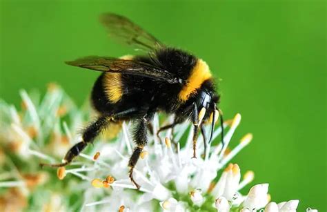 Bumblebee - Description, Habitat, Image, Diet, and Interesting Facts