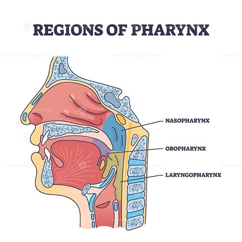 Regions of pharynx and throat parts division from side view outline ...