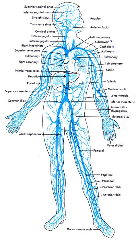 Heart Diagram Labeled Veins And Arteries