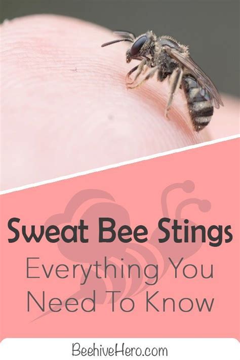 Sweat Bee Stings – What You Need To Know | BeehiveHero | Sweat bee sting, Sweat bees, Bee sting