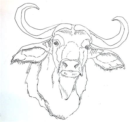 Buffalo Animal Drawing