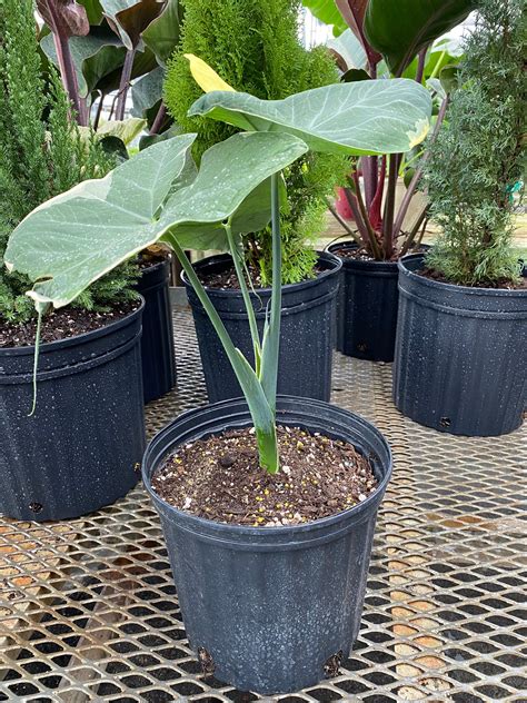 Alocasia Mickey Mouse, Xanthosoma Variegata Stingray | Eureka Farms