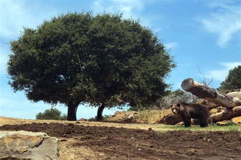 The Amazing California Trail at the Oakland Zoo is Now Open! | Marin Mommies