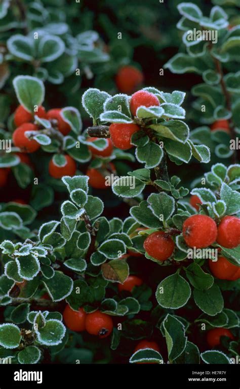 COTONEASTER APICULATUS " TOM THUMB' with hoarfrost and red berries ...