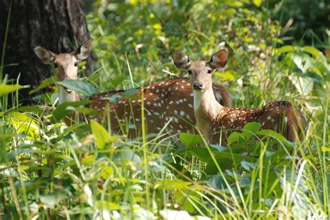 12 National Parks of Nepal you should know about - Trekking in Nepal