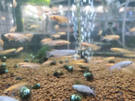 Japanese rice fish in action! Medaka! : r/Aquariums