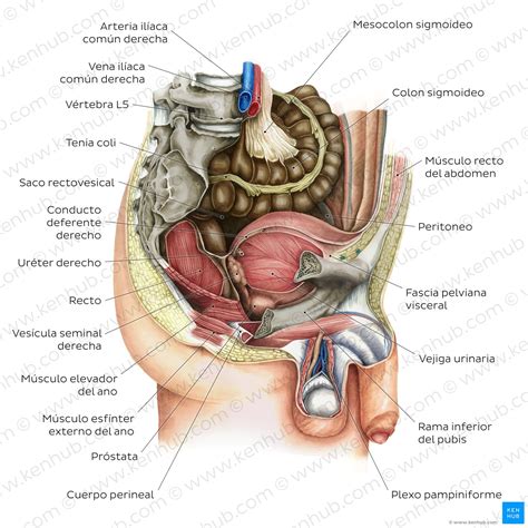 Anatomía De La Pelvis