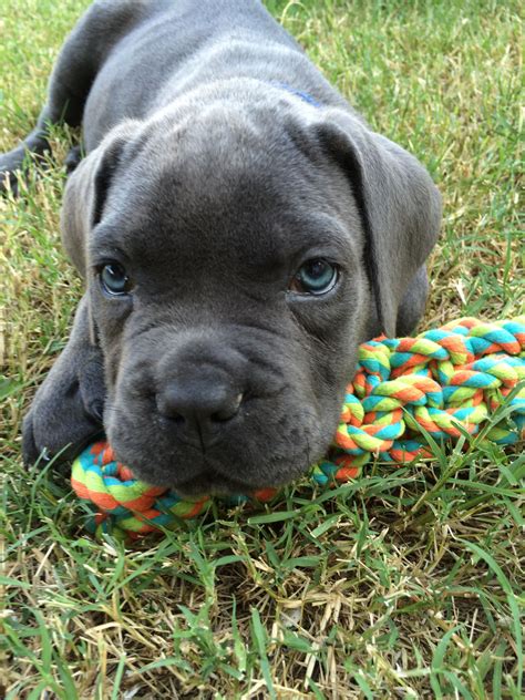 #Cane #Corso #puppy, Maximus Cane Corso Italian Mastiff, Cane Corso Mastiff, Cane Corso Puppies ...