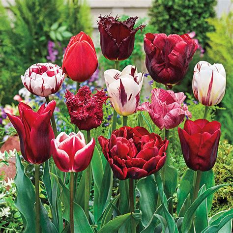 Variatie Red Tulip Mixture | Breck's