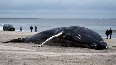 Working out the causes of East Coast whale die-offs | NJ Spotlight News