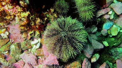 Where Do Sea Urchins Live - Sea Habitats