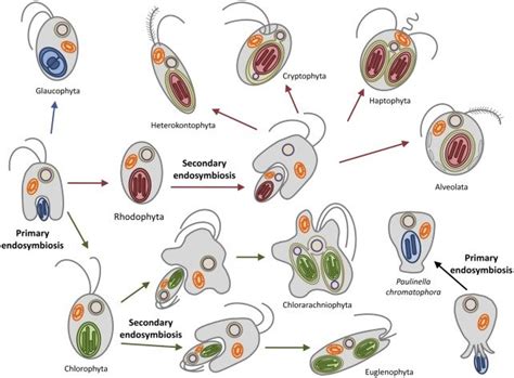 Plastid evolution in photosynthetic eukaryotes. The uptake of a ...