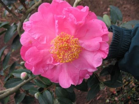 Camellia Reticulata Rob Roy County Line, Rob Roy, Japonica, Home Projects, Most Beautiful ...