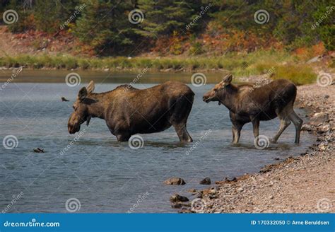 Female Moose and Baby in Lake at Glacier National Park Stock Photo ...