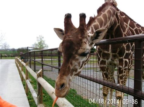 Brights Zoo is a great way to spend a day in Northeast Tennessee ...