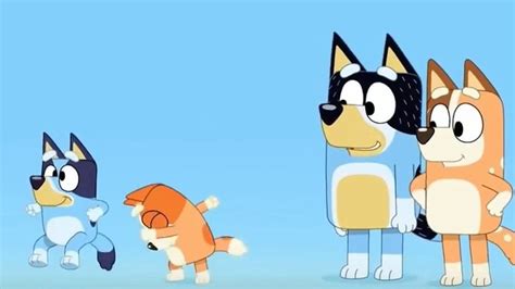 Kids' show 'Bluey' makes writer envious of cartoon dogs